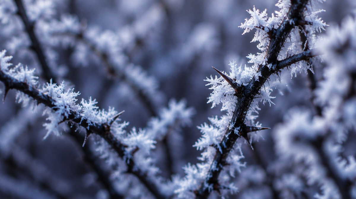 Raureif an dornigen Zweigen einer Hecke im Wintermorgen (Symbolbild, KI-generiert)